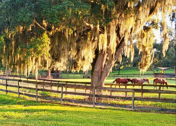 horses on Silvertree farm