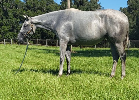 White & gray foal