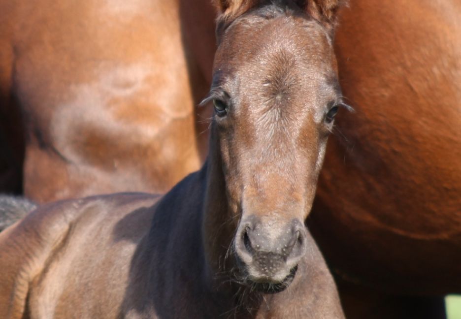 Close up of foal