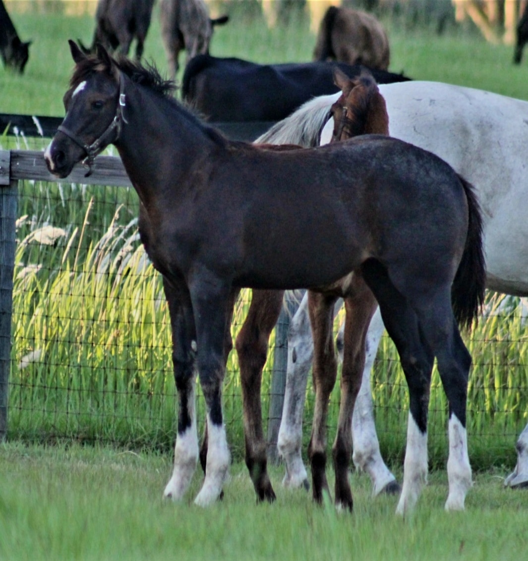 Nightfall amongst other foals