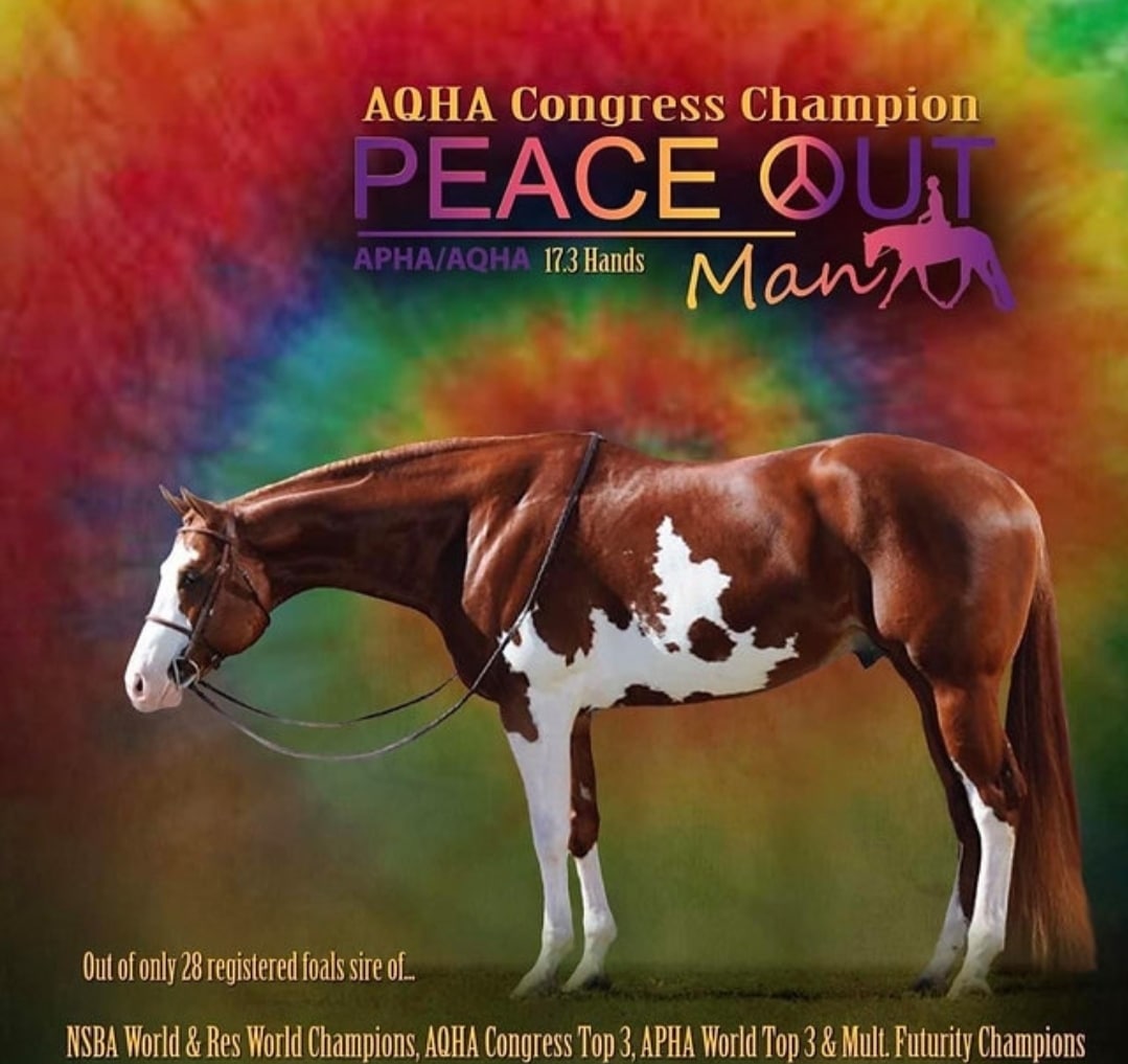 AQH Congress Champion - Peace Out