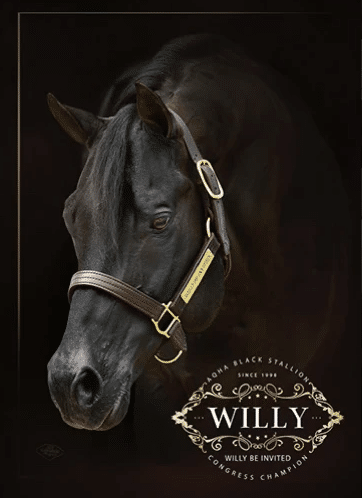 AQHA Black Stallion - Willy Be Invited - Congress Champion