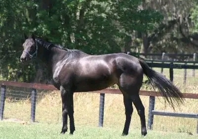 Winning Argument horse posing with head held high