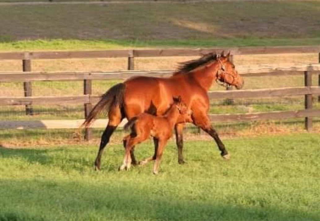 Indian Skye with her foal