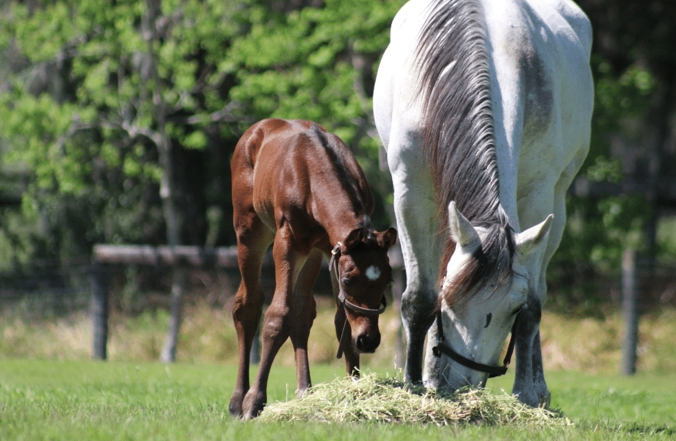 Colt by Outlaw eating side by side