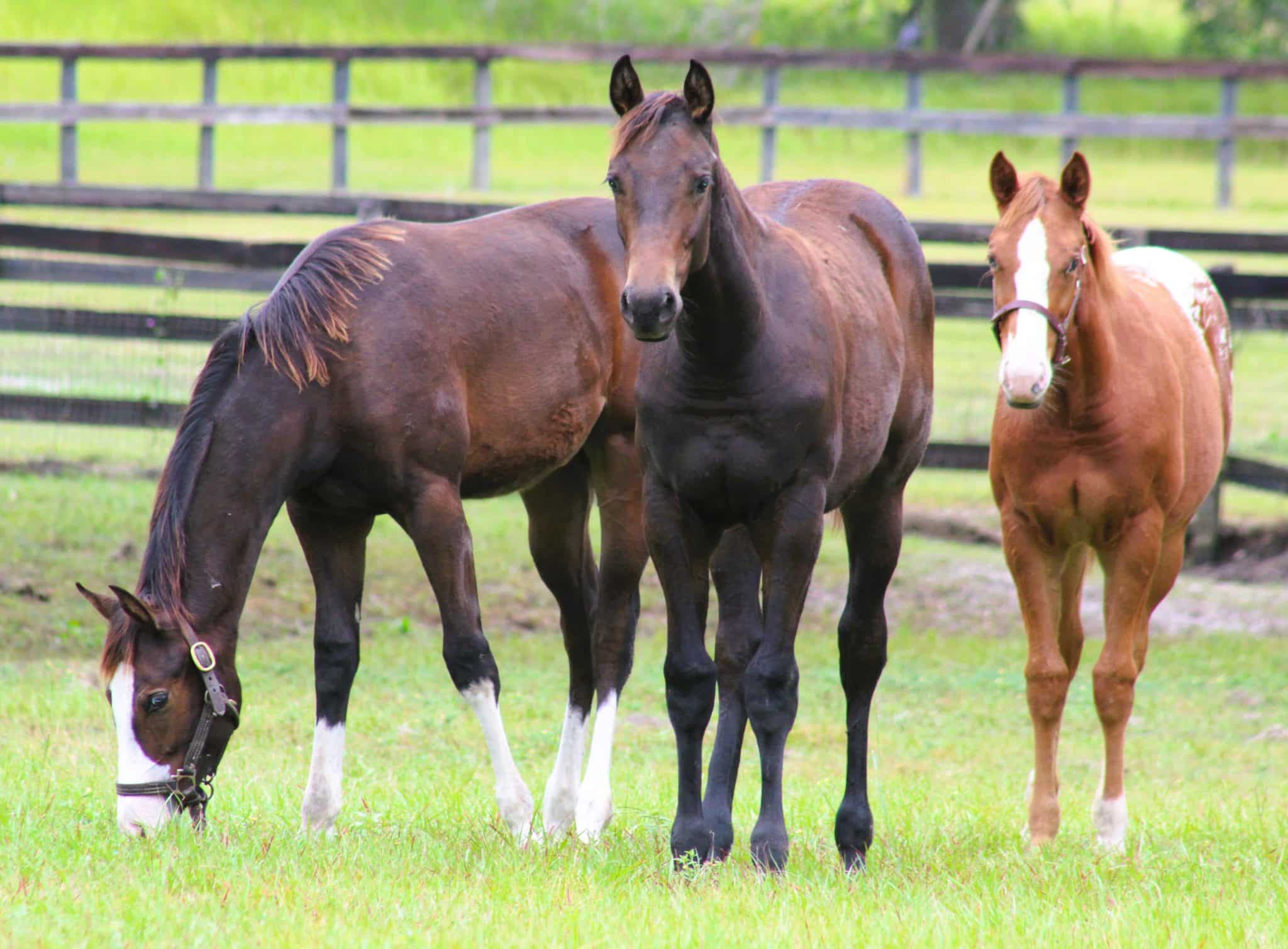 Three horses