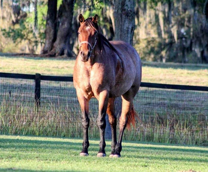 Silver Tree Farm Broodmares