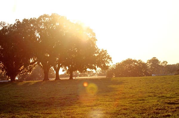 Silver Tree Farms